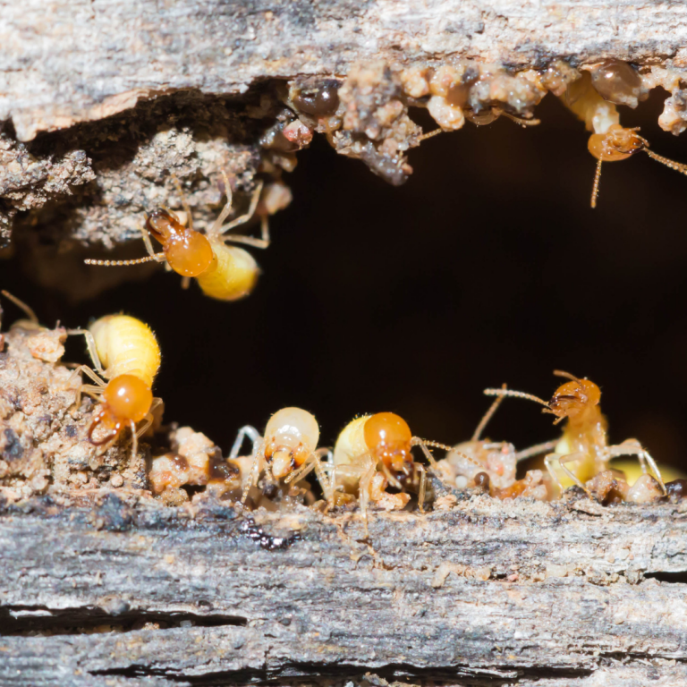 Things You Should Know About Termite Control Braquefrancais
